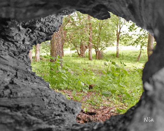 What Creatures See