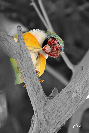 Sprouting Color