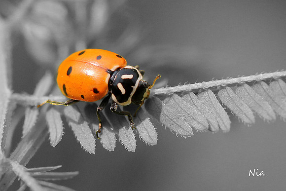 Ladybug, Ladybug