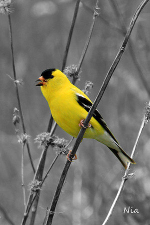 Singing in the Sun