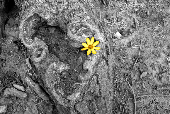 Heart of the Tree
