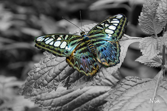 Beautiful Wings